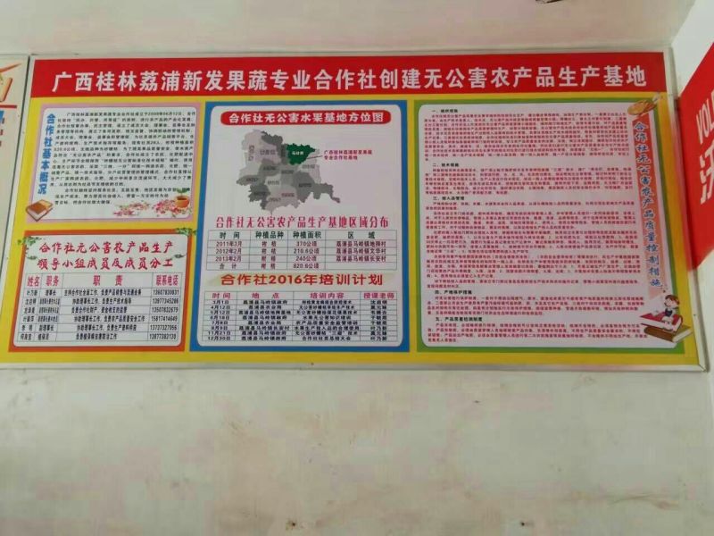 优质沃柑苗30~50cm优质沃柑苗30~50cm优质