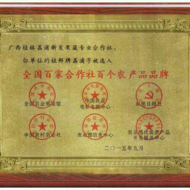 优质沃柑苗30~50cm优质沃柑苗30~50cm优质