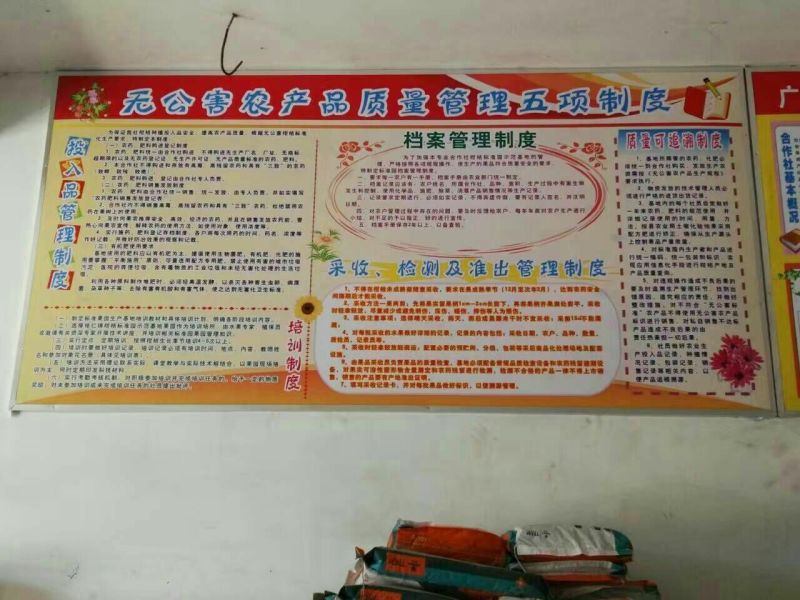 优质沃柑苗30~50cm优质沃柑苗30~50cm优质