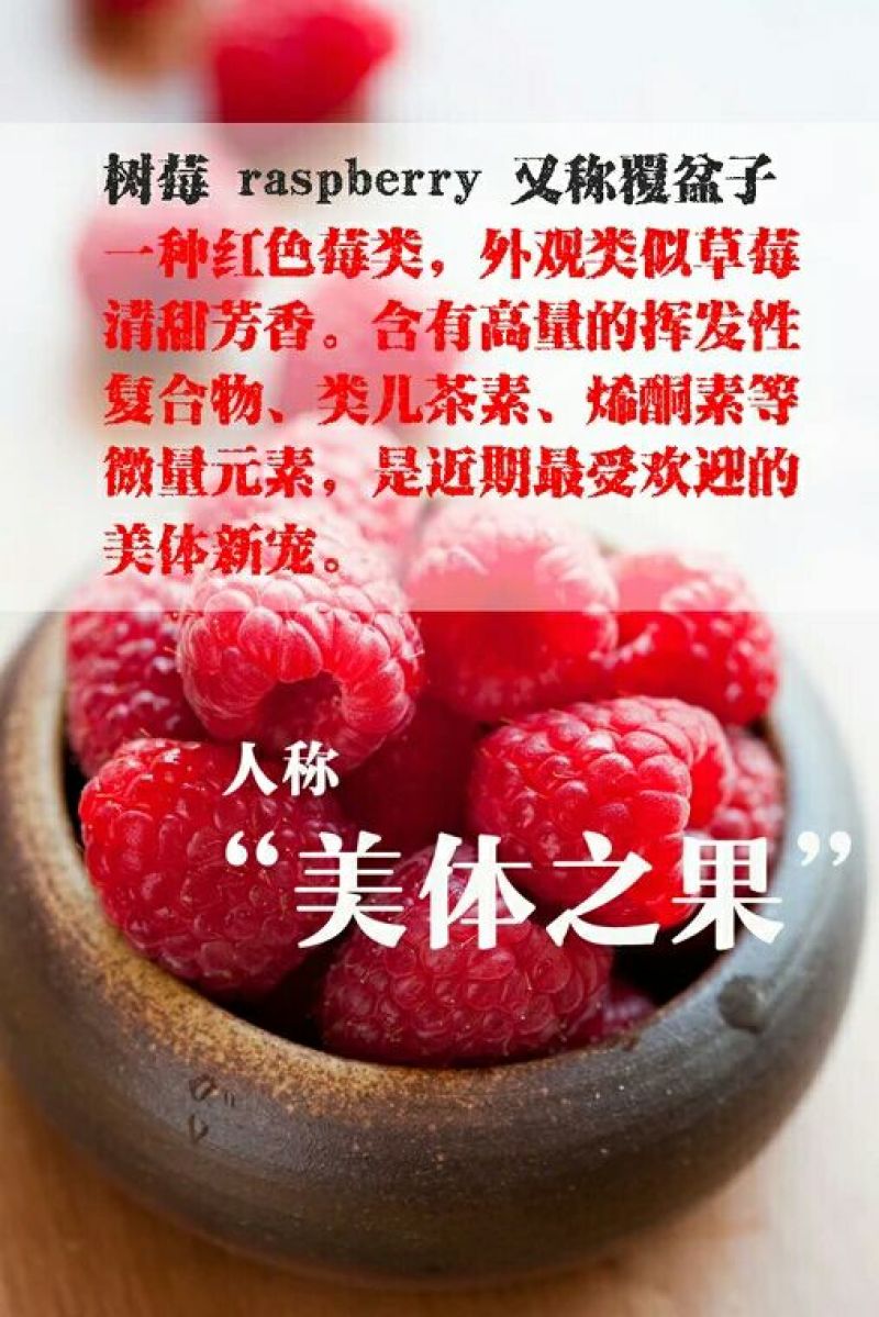 覆盆子苗