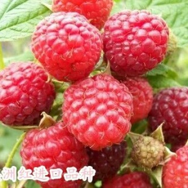 覆盆子苗