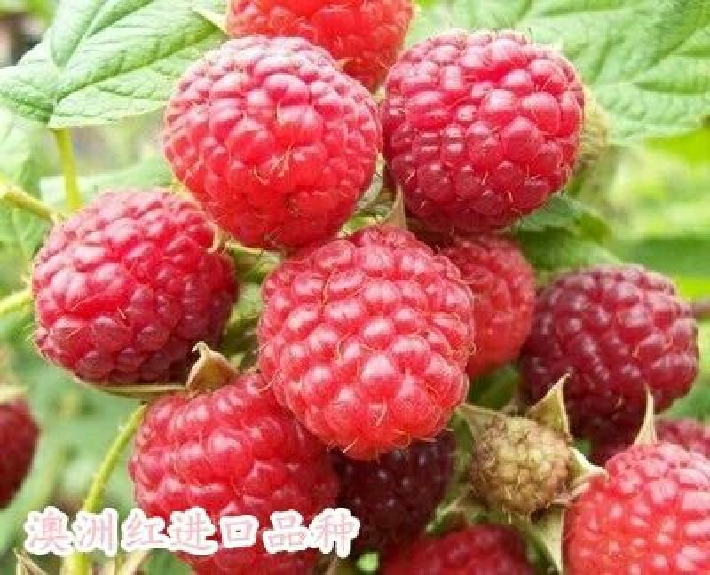 覆盆子苗