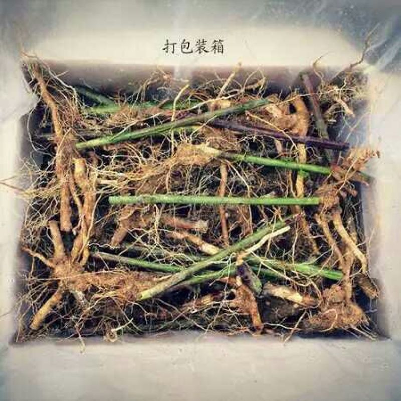 覆盆子苗