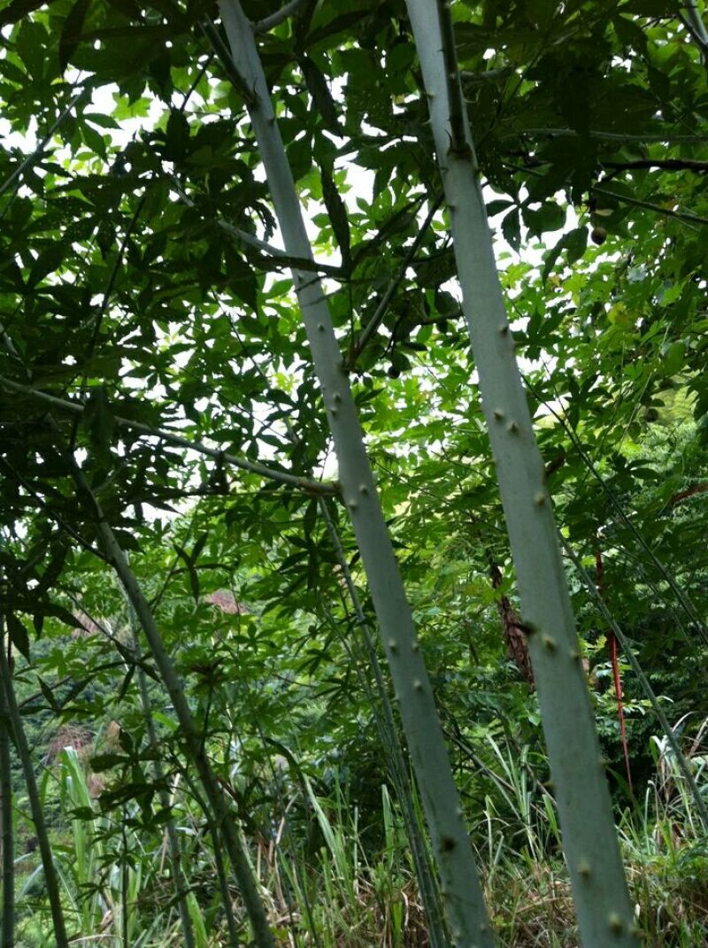 覆盆子苗