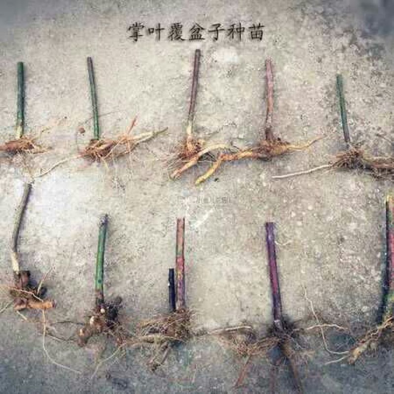 覆盆子苗