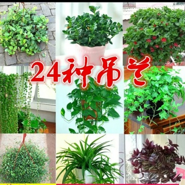 吊兰30cm以下