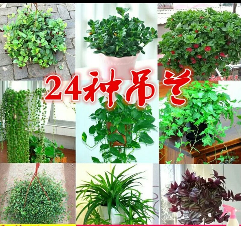 吊兰30cm以下