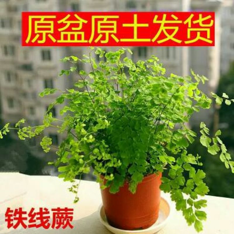 吊兰30cm以下