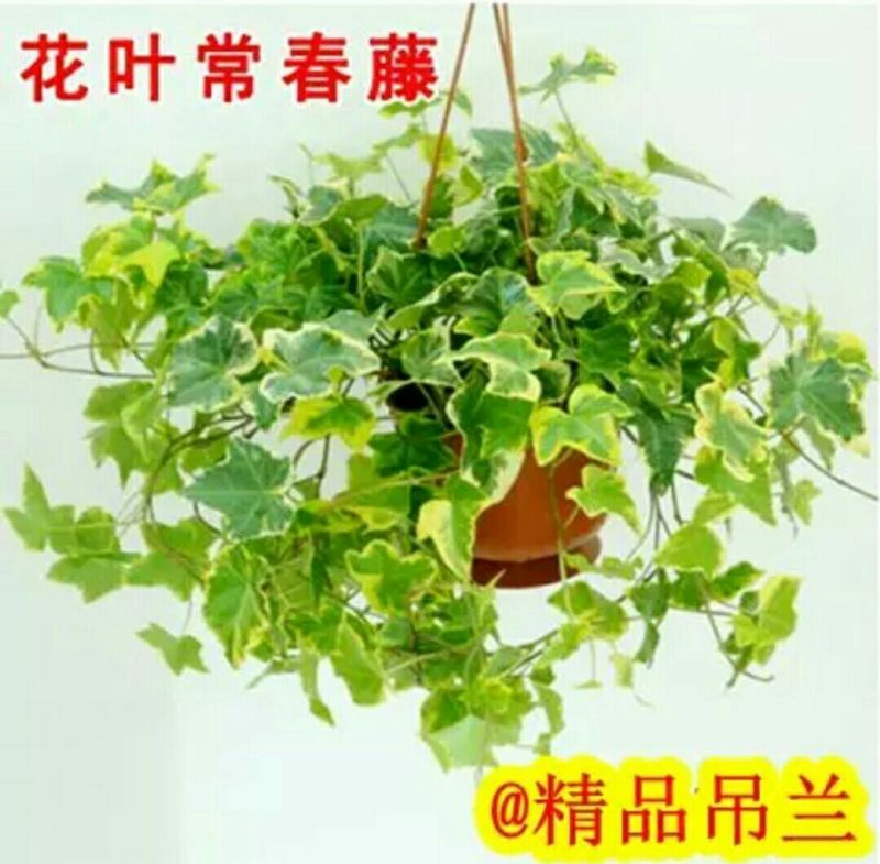 吊兰30cm以下
