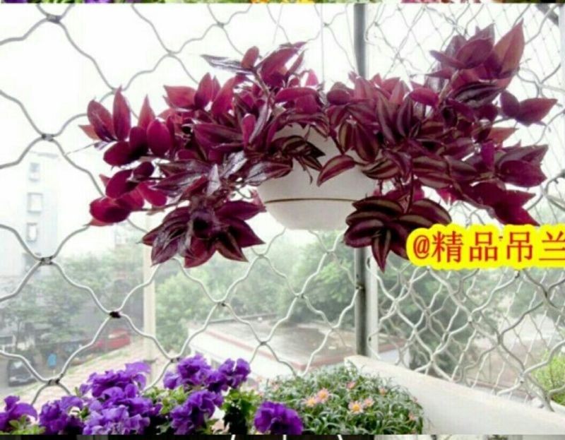 吊兰30cm以下