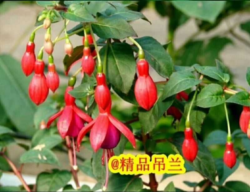 吊兰30cm以下