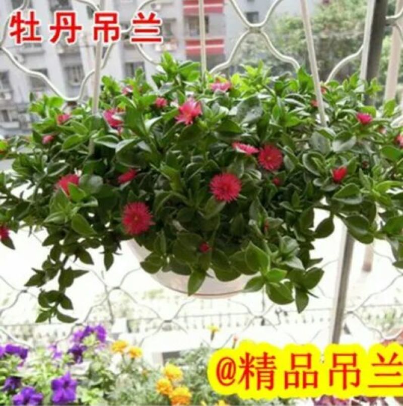 吊兰30cm以下
