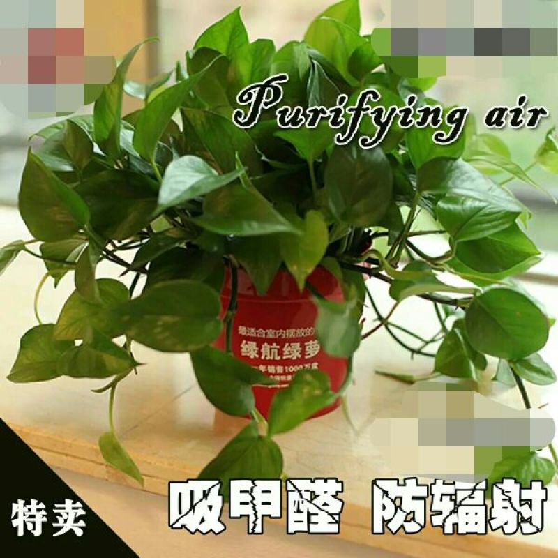 吊兰30cm以下