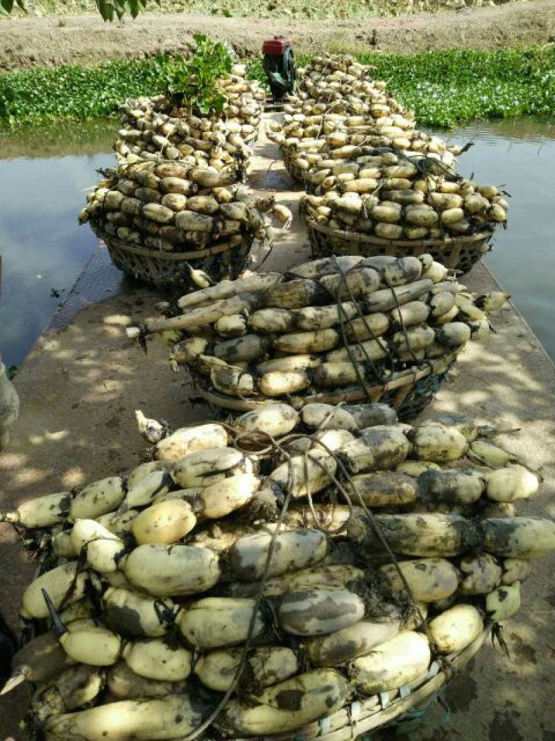 洪湖莲藕3735新35包上车皮色白质量保证