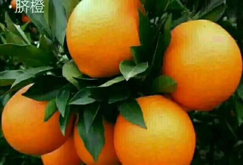 【橙子】湖北伦晚脐橙产地现摘现发可视频看货品质保证