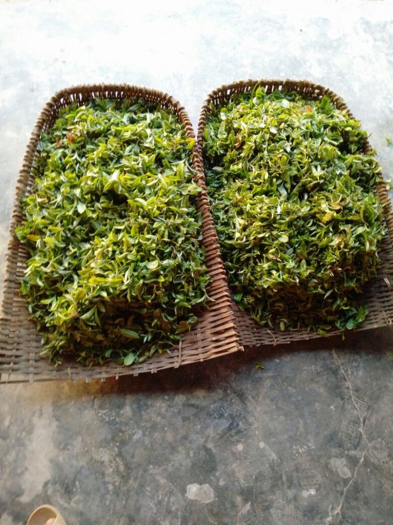 古树普洱茶二级
