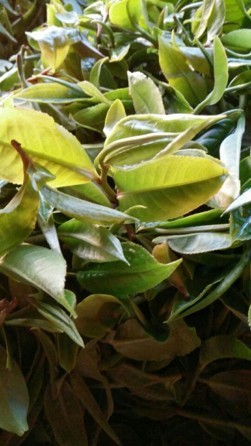 古树普洱茶二级