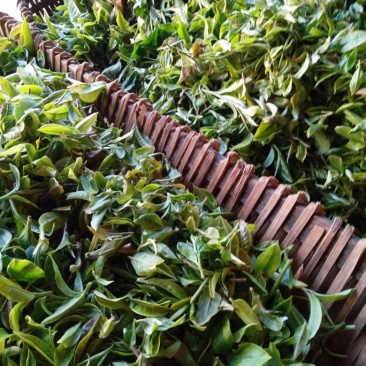 古树普洱茶二级