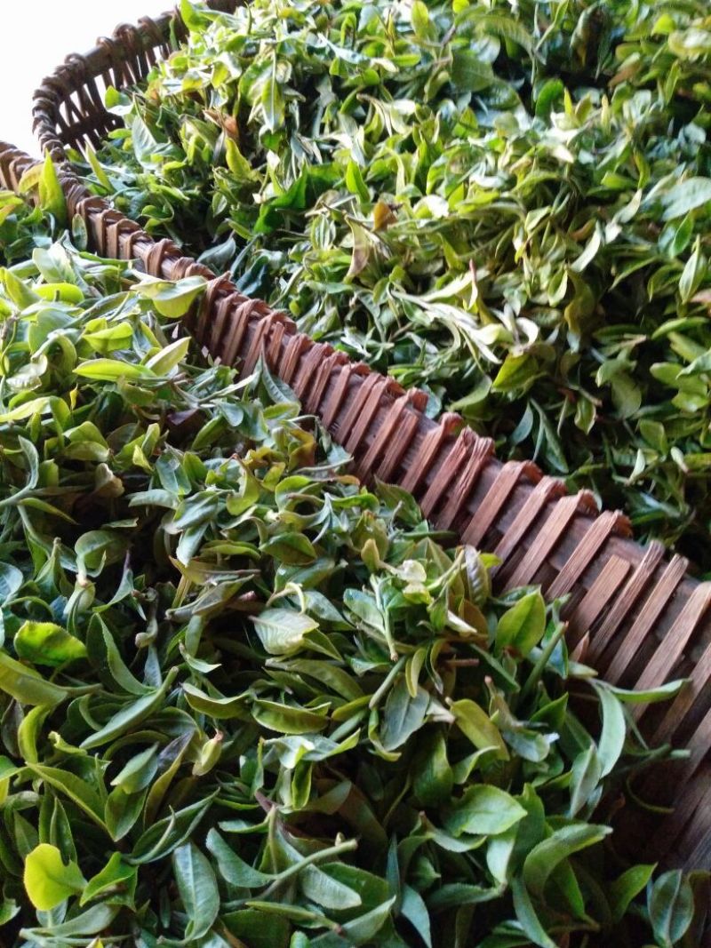 古树普洱茶二级