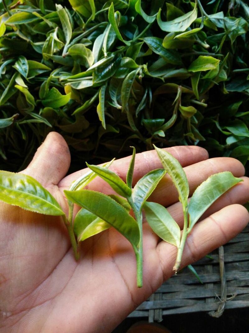 古树普洱茶二级