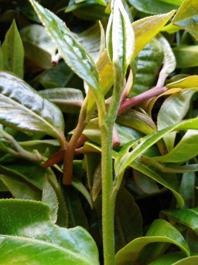 古树普洱茶二级