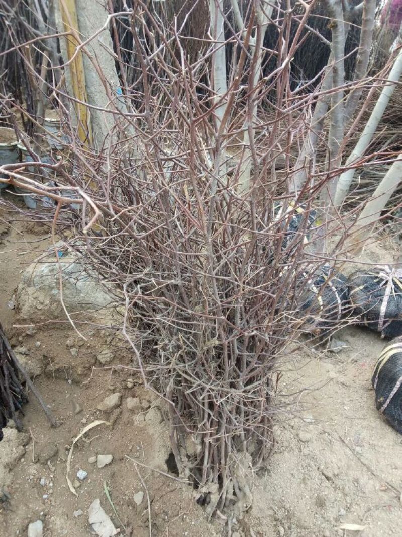 冬枣树苗50~80cm