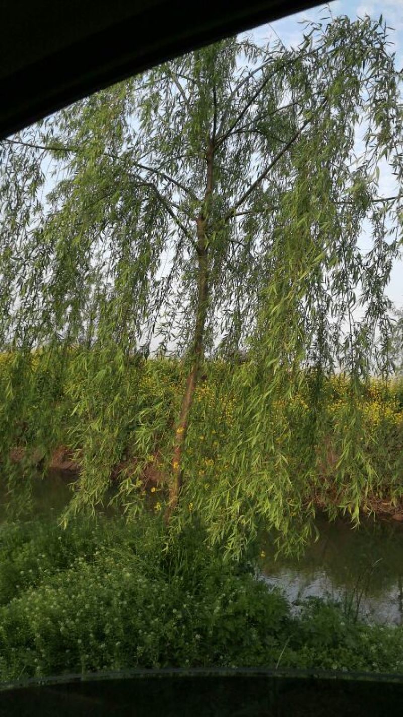 垂柳2cm一20cm，规格齐全，树型好，黑土成活率高，