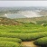 乌龙红茶