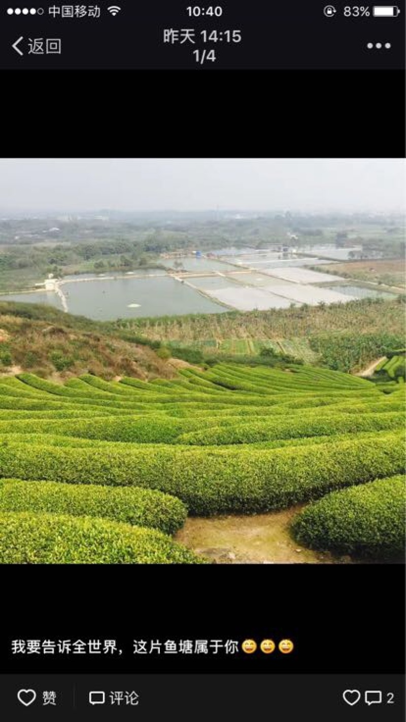 乌龙红茶