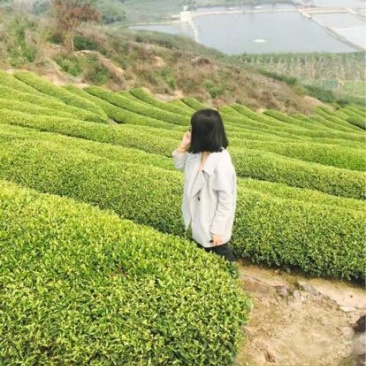 乌龙红茶