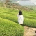 乌龙红茶