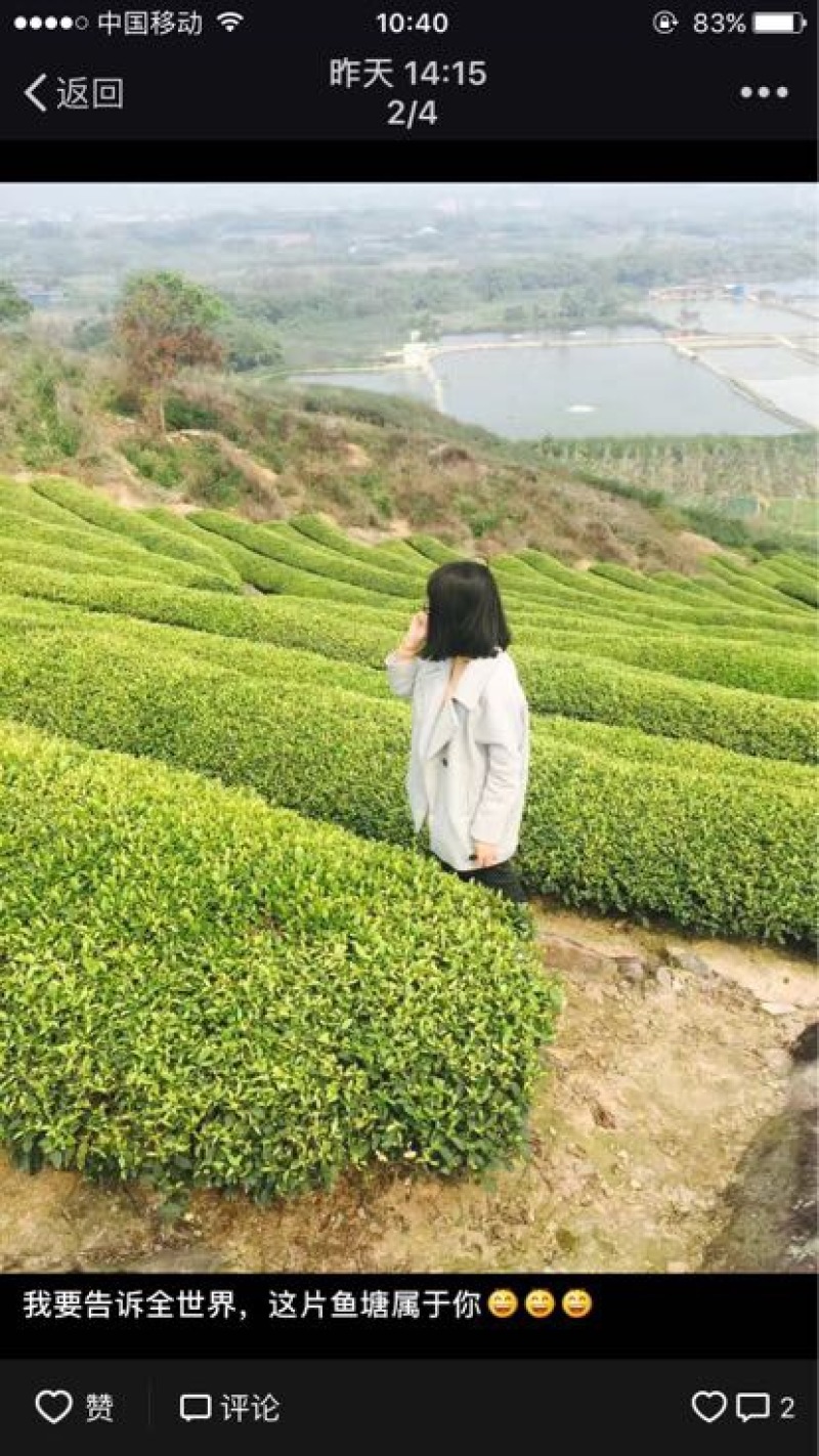 乌龙红茶