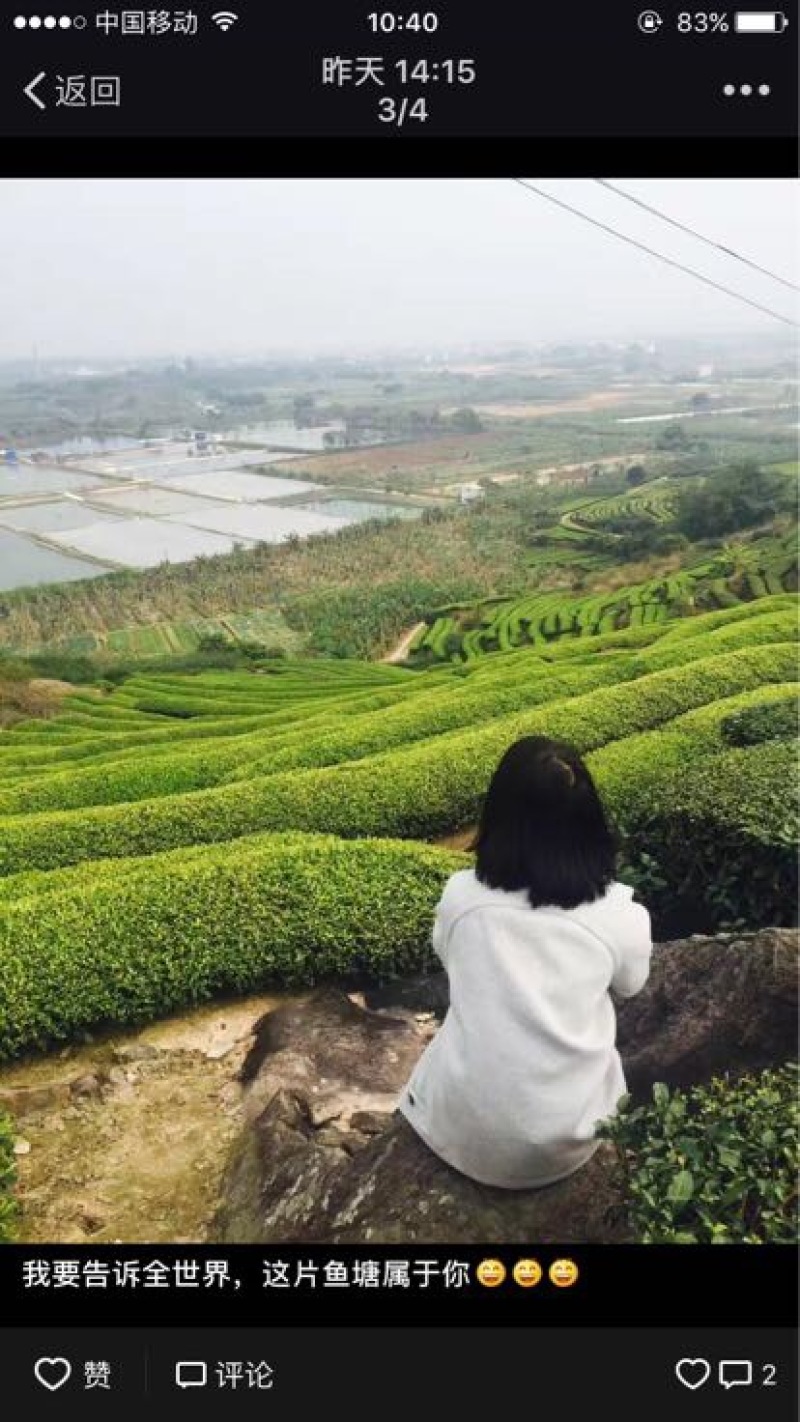 乌龙红茶