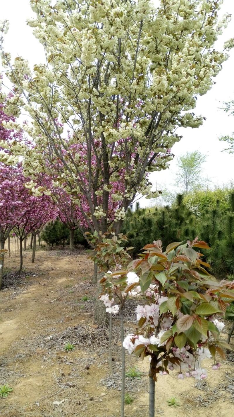 樱花4cm以下