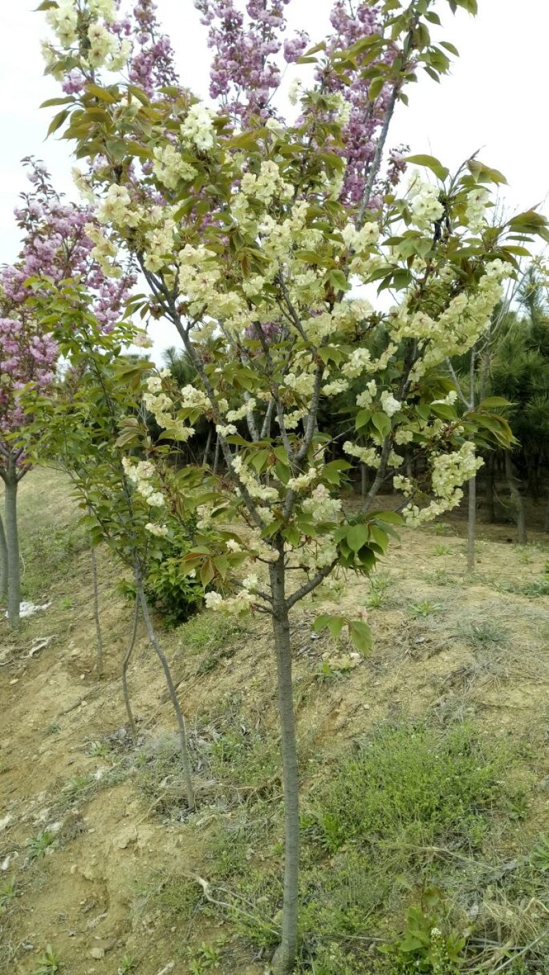 樱花4cm以下