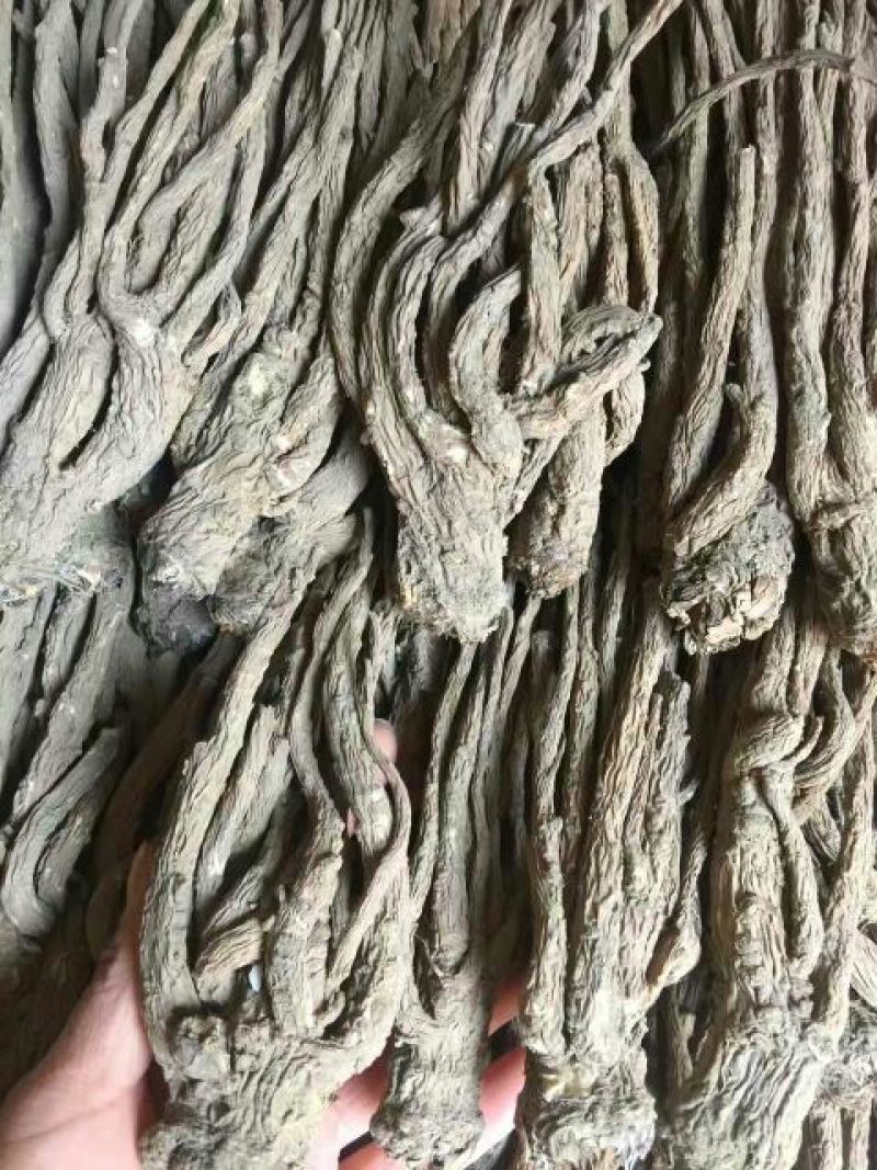 当归大