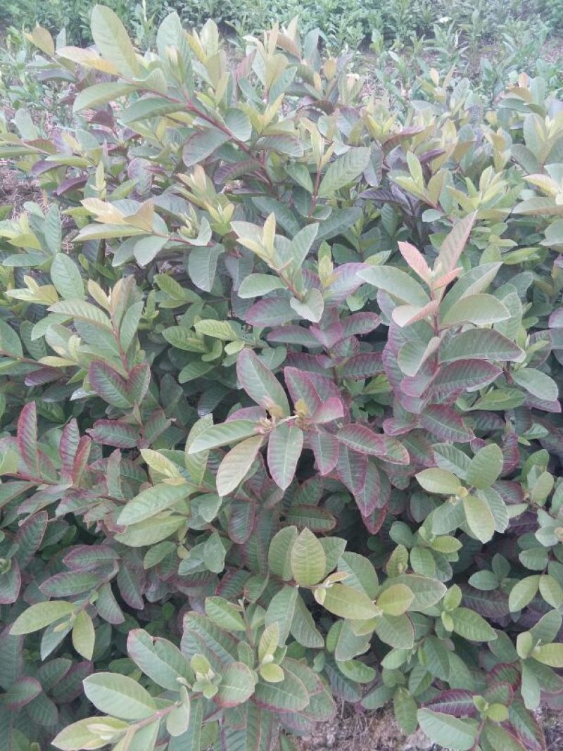 番石榴苗50~80cm