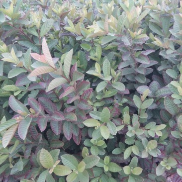 番石榴苗50~80cm