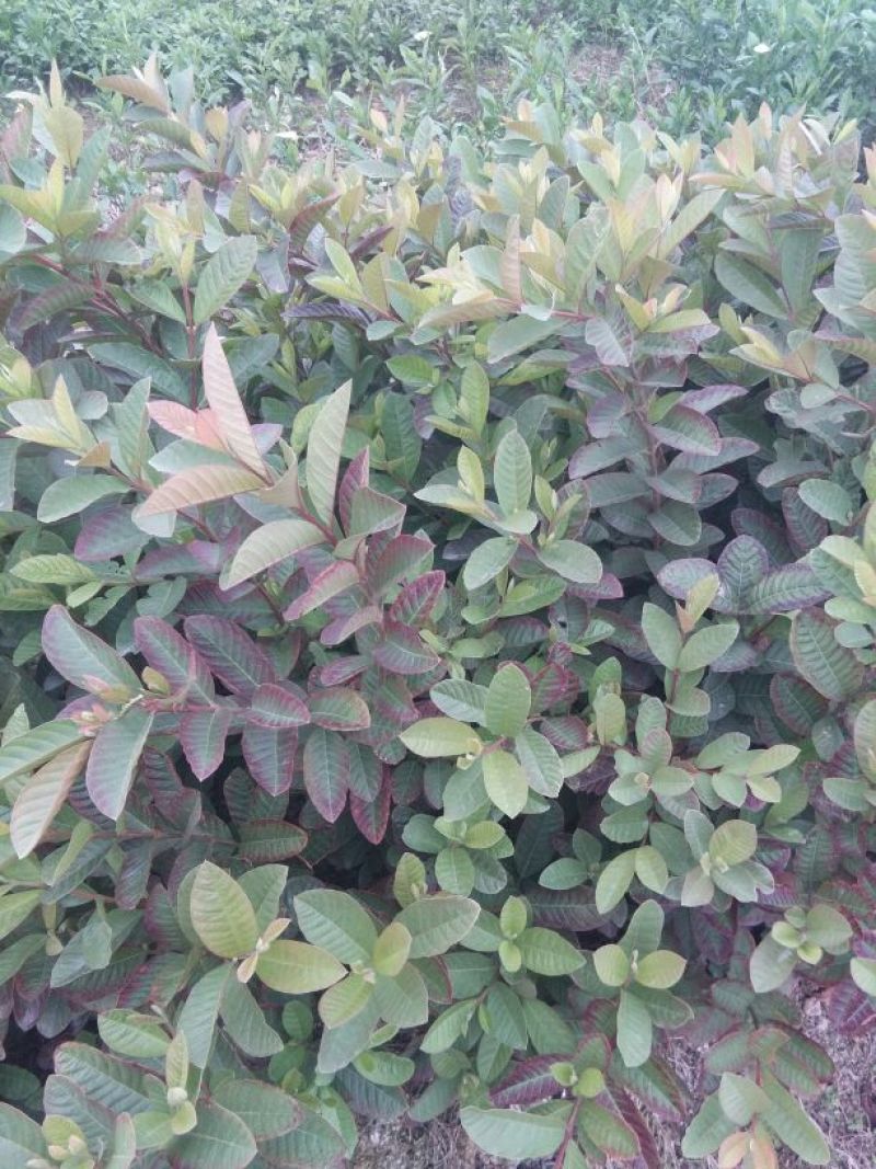 番石榴苗50~80cm
