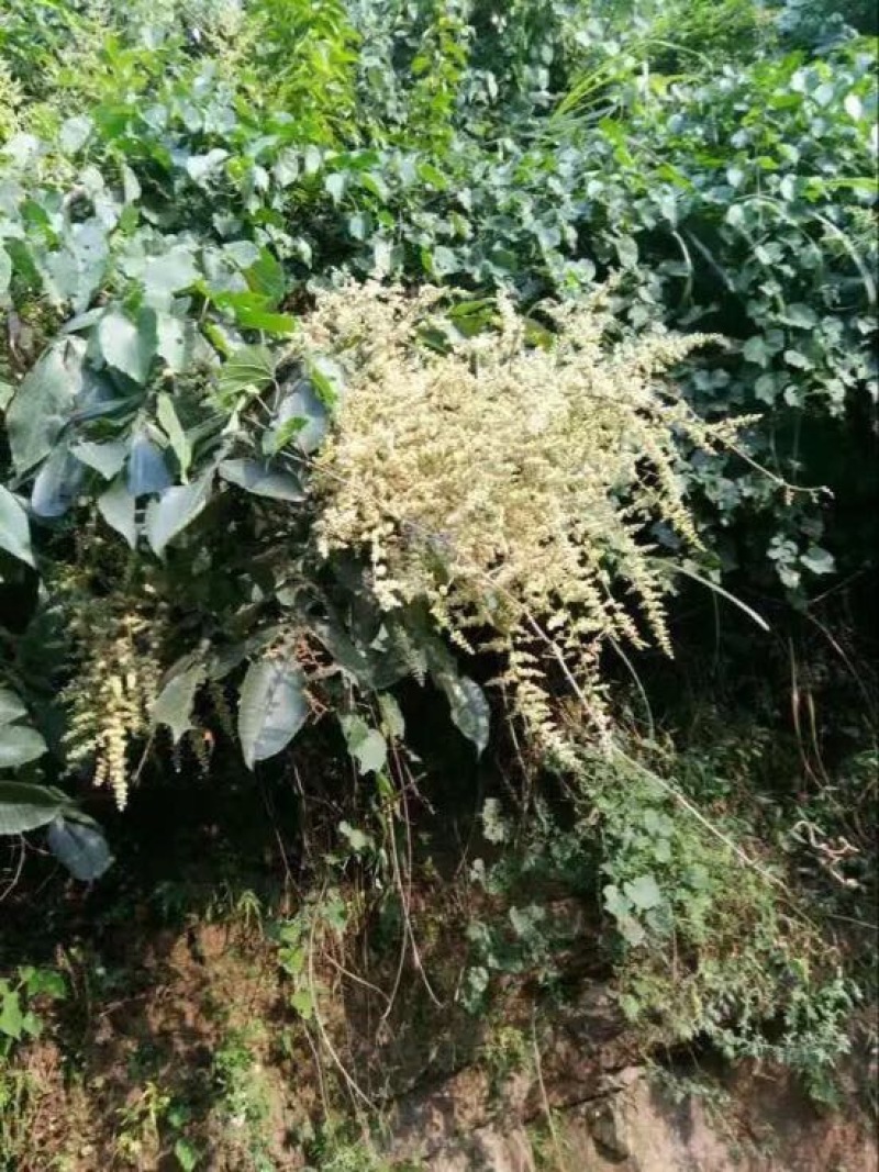 蜂蜜