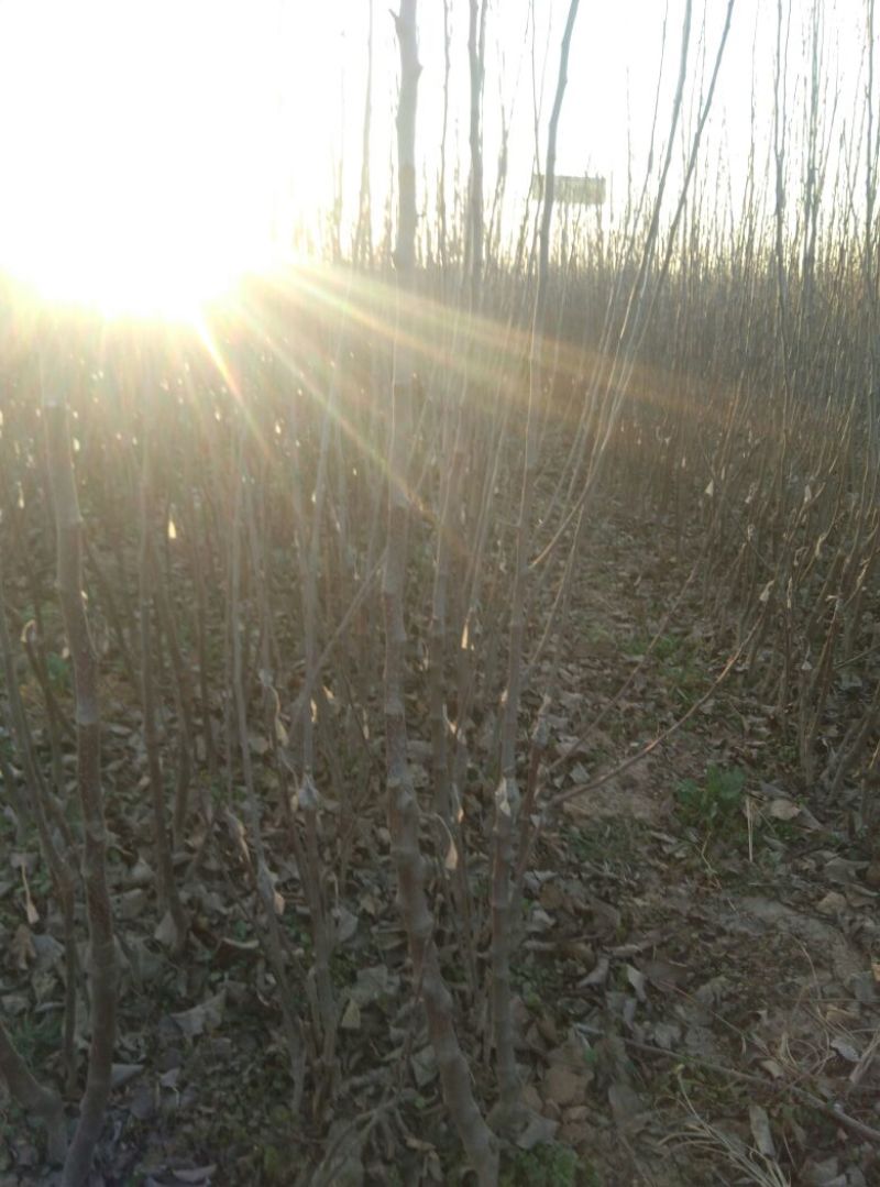 爱妃红富士秦脆鲁丽瑞雪瑞阳苹果苗品种纯死苗补发