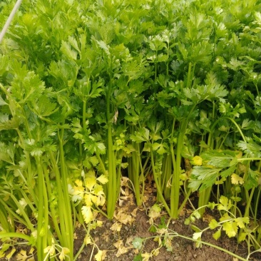 芹菜45cm以上，常年供应各大超市卖场，产地直销
