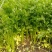 芹菜45cm以上，常年供应各大超市卖场，产地直销