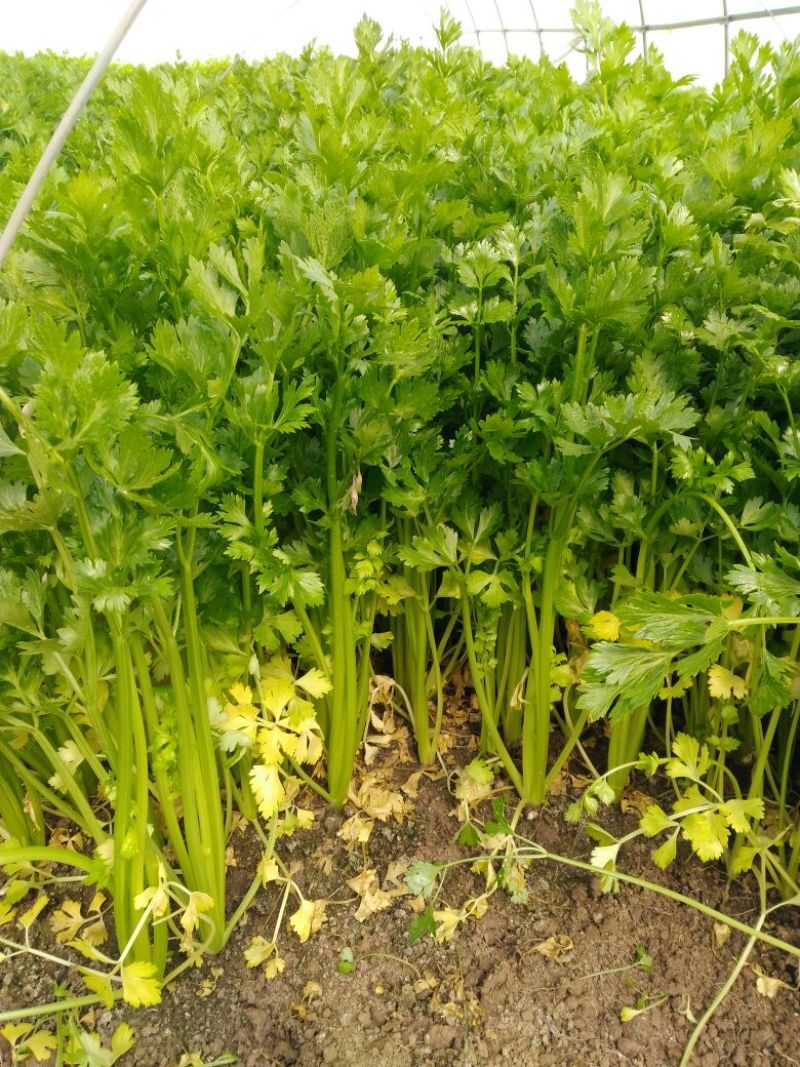 芹菜45cm以上，常年供应各大超市卖场，产地直销
