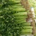 芹菜45cm以上，常年供应各大超市卖场，产地直销