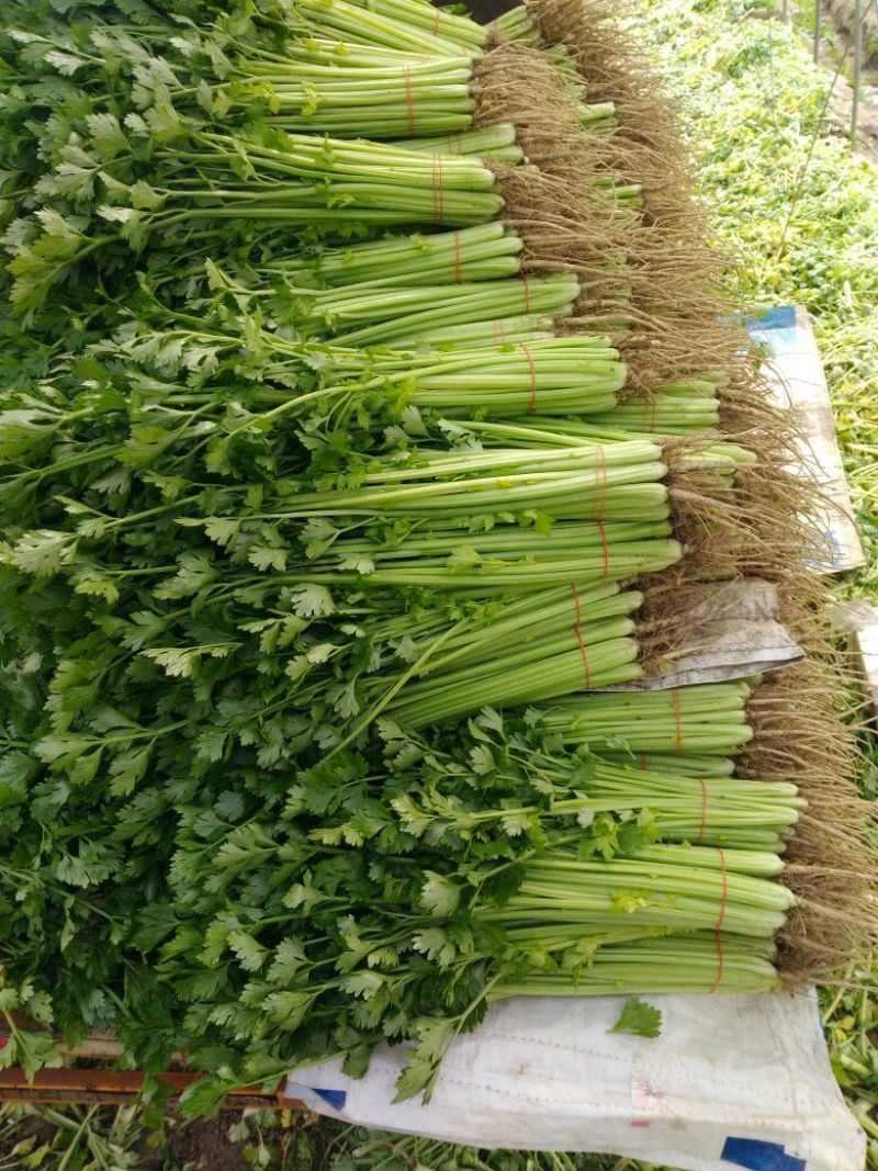 芹菜45cm以上，常年供应各大超市卖场，产地直销