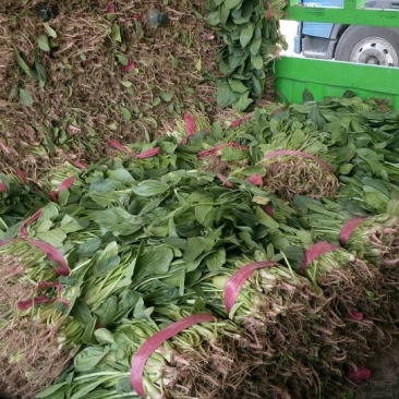 小叶菠菜30~35厘米
