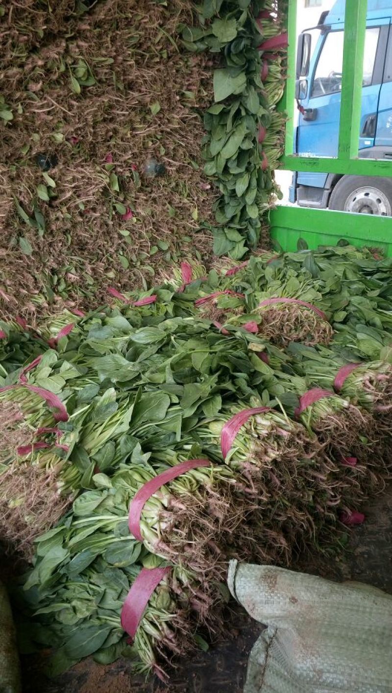 小叶菠菜30~35厘米