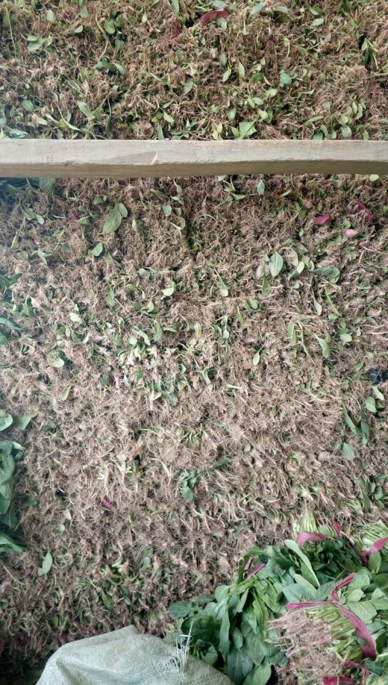 小叶菠菜30~35厘米