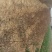 葡萄苗1年30~50cm占地葡萄苗